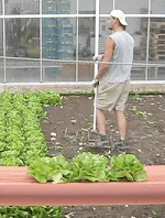 Rechtstaan oogsten met een slariek